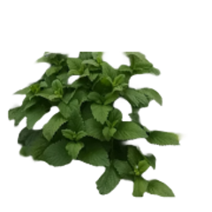 melissa pianta per sito 240x180ns